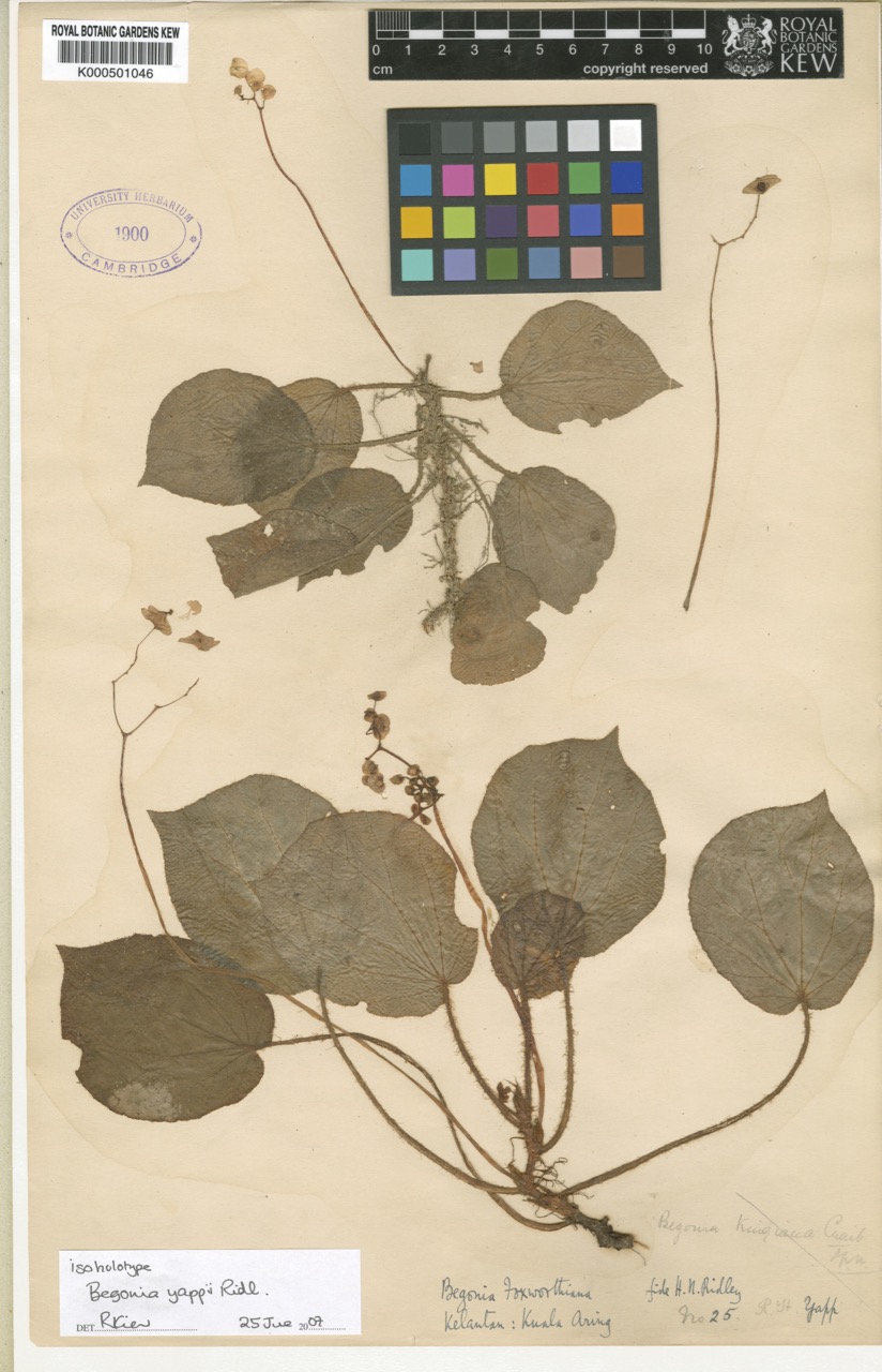 B. yappii